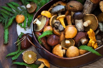 SETAS Y BOLETUS